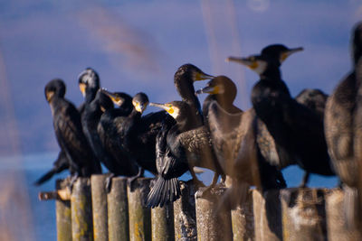 Flock of birds perching on wooden post