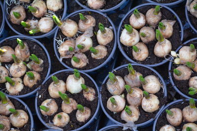 Full frame shot of potted plants