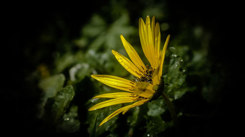 Close-up of wet yellow flower