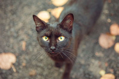 The muzzle of a black cat with a protruding tongue close-up on a blurred ground background 