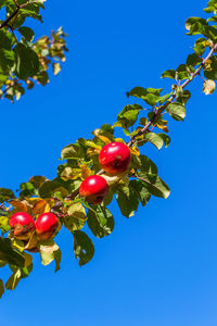 Low angle view of red berries growing on tree against blue sky