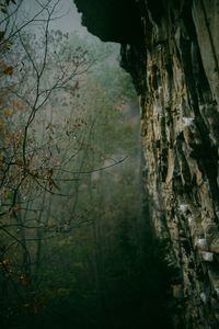Close-up of tree in forest