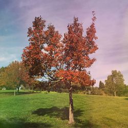 Trees on field against sky