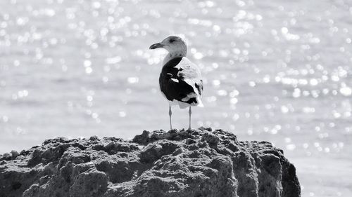 Bird perching in water