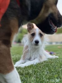 Close-up of dog looking away on field