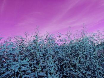 Pink flowering plants on field against sky