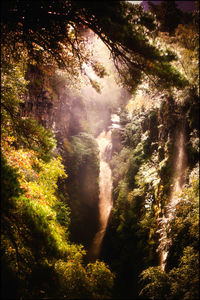 Trees in forest