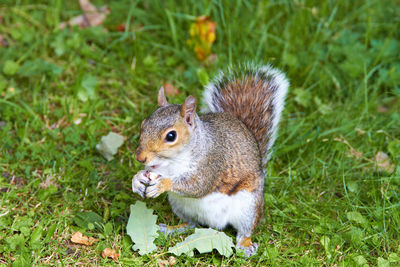 Close-up of squirrel eating grass on field