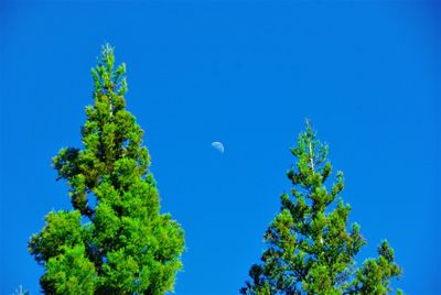 Low angle view of tree against clear blue sky