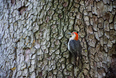 Close-up of bird perching on tree