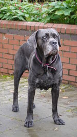 Cane corso standing on footpath