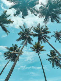 Low angle view of trees against sky