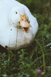 Close-up of a bird in a field