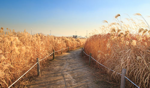 Scenic view of field against clear sky