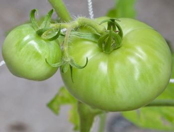 Close-up of fruit