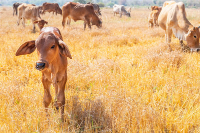 Cows in a field