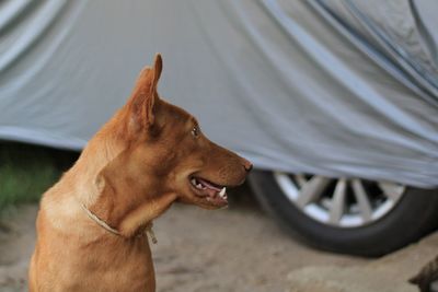 Close-up of a dog looking away