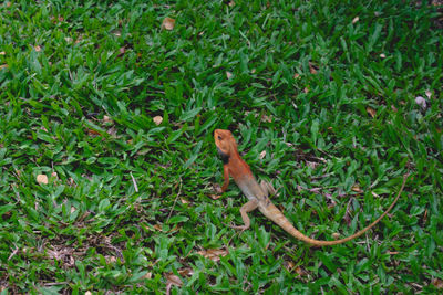 High angle view of monkey on ground