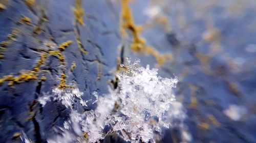 Close-up of snow on branch