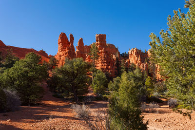 View of trees on rock against blue sky