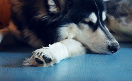 Close-up of dog relaxing