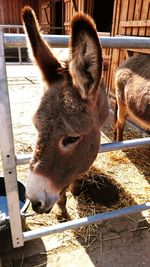 Close-up of a donkey