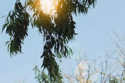 Low angle view of tree against clear sky