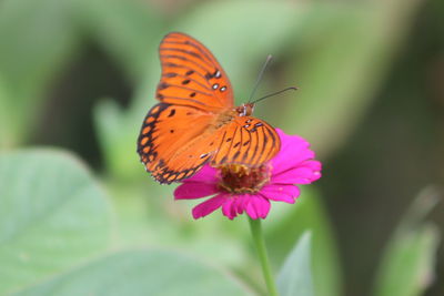 Close-up of butterfly pollinating on flower