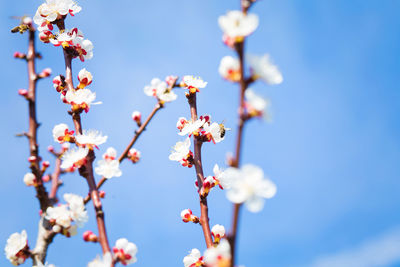 Low angle view of cherry blossom against sky