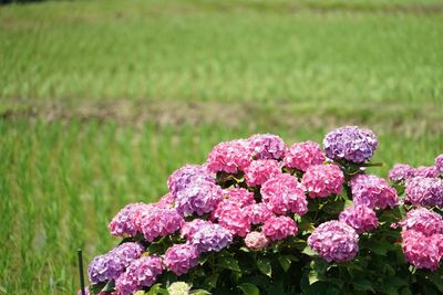 Close-up of pink flowering plants on field