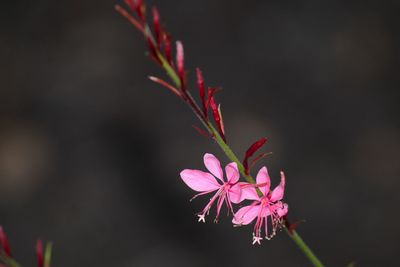 Close-up of flower against blurred background