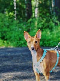 Basenji breed dog in forest ioi parks, animal