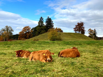 Cows on field against sky