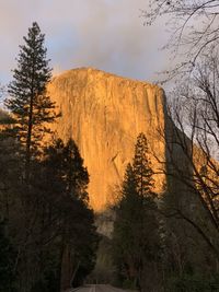 Low angle view of trees during sunset