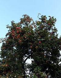 Low angle view of flowering tree against clear sky