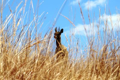 Side view of giraffe on field