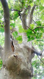 Low angle view of lizard on tree trunk