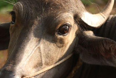 A close up shot of a buffalo in the field