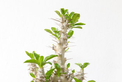 Close-up of plant against white background