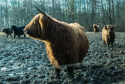 Horses standing on field during winter