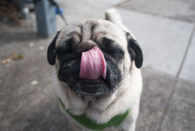 Close-up portrait of pug sticking out tongue