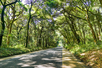 Empty road amidst trees in forest