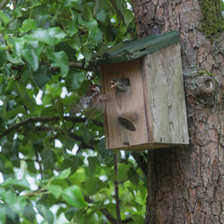 Close-up of birdhouse on tree trunk