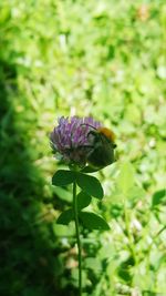 Close-up of insect on purple flower