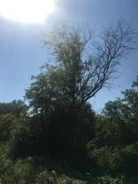 Low angle view of tree against sky on sunny day