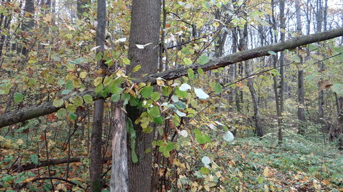 View of trees in the forest