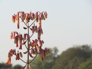 Close-up of flower tree against sky
