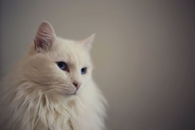 Portrait of white cat sitting on floor