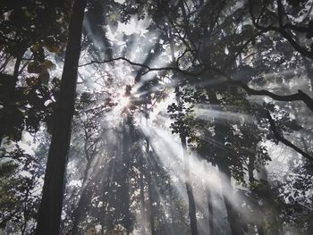 Low angle view of sunlight streaming through trees in forest