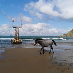 Horse cart on beach against sky